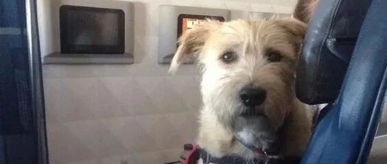 坐飞机正无聊着…旁边突然伸过来一个狗头！