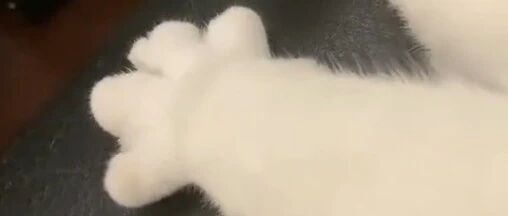 有些猫，胖起来连jio趾都是胖的！