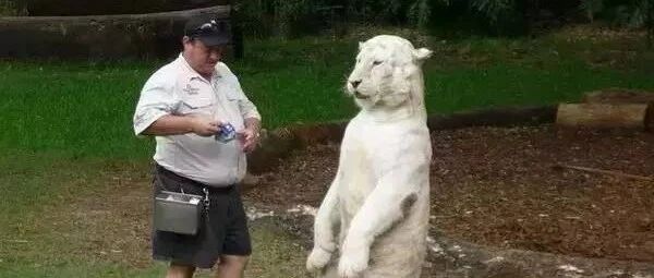 你特么是老虎啊，严肃点行不行！