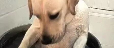 拆家一时爽，后果却很惨…