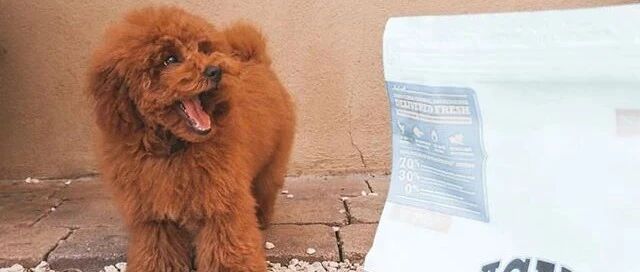 有些狗子，为了吃已经成精了！