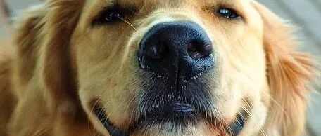 救命！我被我家狗打进了医院！