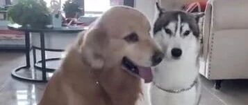 这是我见过二哈最委屈的一次！原来金毛也可以这么绿茶……