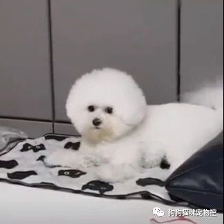 养了两只比熊，一只很甜美安静，另一只却..这差距有点大啊!