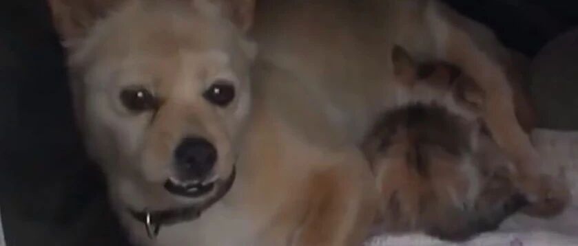 狗妈妈竟然生出了一只猫宝宝，主人无比确定：是真的，不骗人！