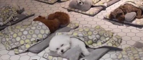 幼儿园里所有狗砸都盖着被子乖乖睡午觉，唯独其中一只....