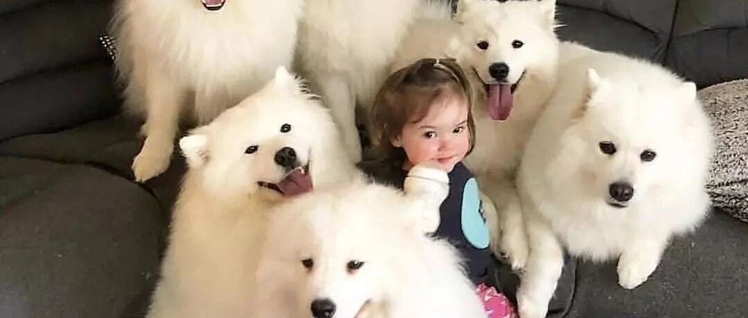 大户人家养狗的快乐，你根本都想象不到！