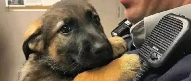 这一届的小警犬真难带，还没开始训练，就被围攻了....