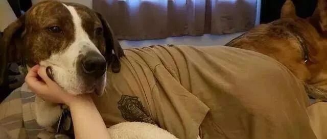 离别九个月，狗狗收到主人寄来的一件臭衣服后，做出了这个举动...