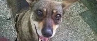 和狗狗约定要投胎回来，等女儿出生时，她看了一眼就哭了...