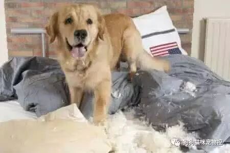 你现在流的泪，就是当初养狗时脑子里进的水……