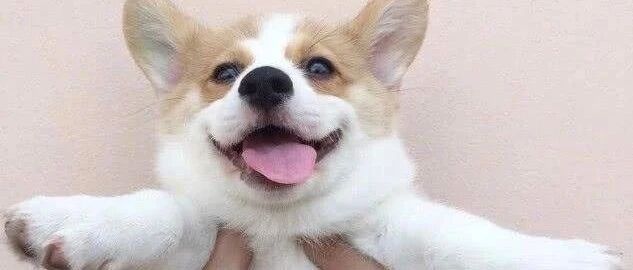 动物的幼崽到底有多可爱？看看这些就知道了…