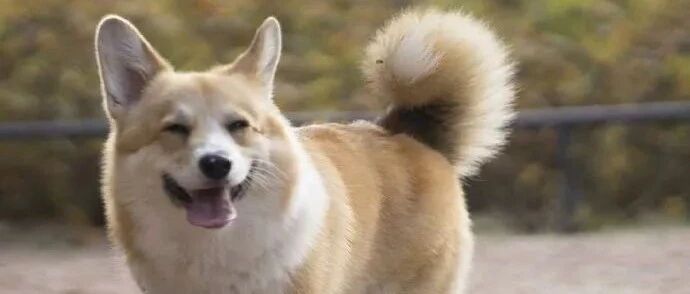 哇哦！原来柯基的尾巴这么漂亮！！！