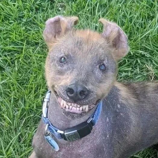 捡到一只长得像“丧尸”的狗：它现在非常忙…