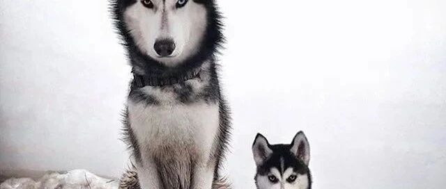 一张哈士奇麻麻和宝宝的合照火了，这表情…是亲生的没错了！