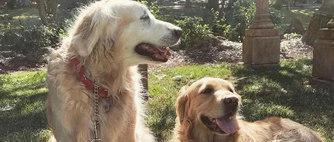 没想到吧！20年前我就在云养宠了……