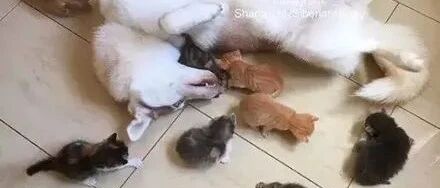 橘猫一口气生了10只，二哈忙着带娃顾不上拆家了：这爹能靠谱吗？