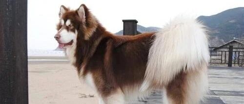 笑喷！养一只大型犬可太心酸了……哈哈哈哈哈！