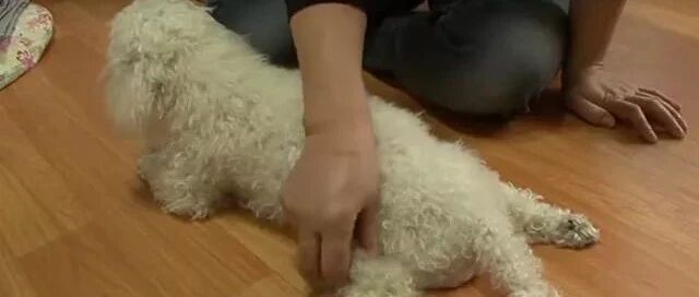 可爱的贵宾犬突然瘫痪，医生说出的原因，让主人后悔不已...