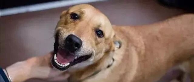 流浪狗得知自己被领养后的反应...