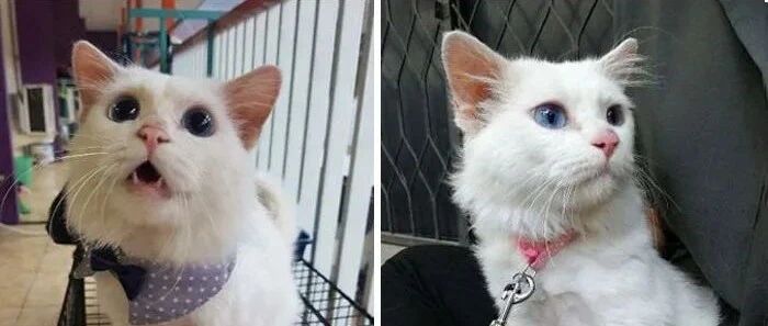 网友晒出收养的流浪猫照片，前后对比让网友惊呼：这是捡到宝了！