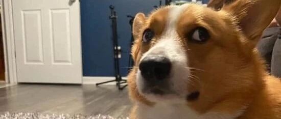 狗狗独自在家会做什么？直到主人从摄像机里看到...