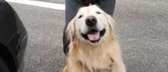 养一只大狗很拉风？然而你养了之后才发现……