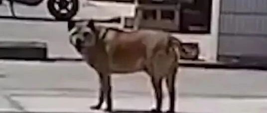 狗子睾丸被切，它骂了三年，兽医：我把店都移了...