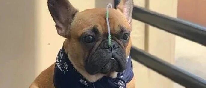 “买了棵很常见的盆栽，却害死了我最心爱的狗！”