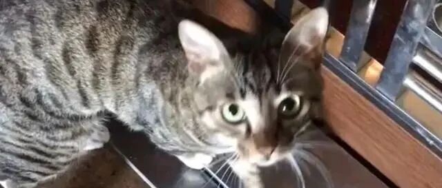 我家猫外出遛弯，被宠物医院拉去绝育了，猫：“都说了我有主人，可他们不信，唉…”