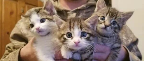 猫妈把娃送她家后就走，没想到隔几个月又送来4只，女主：养不起啦！