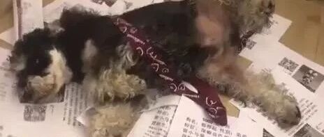 狗子绝育后去追母狗，然后它默默摊开了双腿...