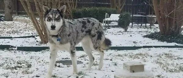 哈士奇大雨天却被关在院子里，邻居举报主人虐狗，但得知真相后…笑喷了！