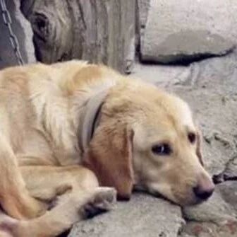 我们为什么要养狗？也许这就是最好的答案吧！