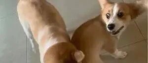 12岁的繁殖犬极度社恐，直到遇上一只社交牛逼症的柯基...