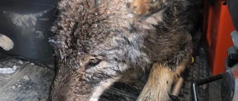 有狗狗受困冰河！工人发现后抱起直奔医院，兽医看了惊呆：它不是狗！