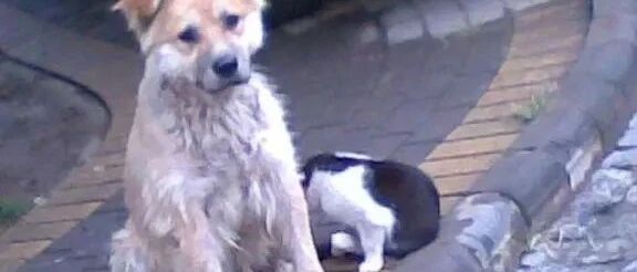 天冷了，主人，我好想你……