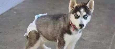 这只哈士奇仿佛吃了不老药，永远长不大，可知道原因后却让人不禁落泪...