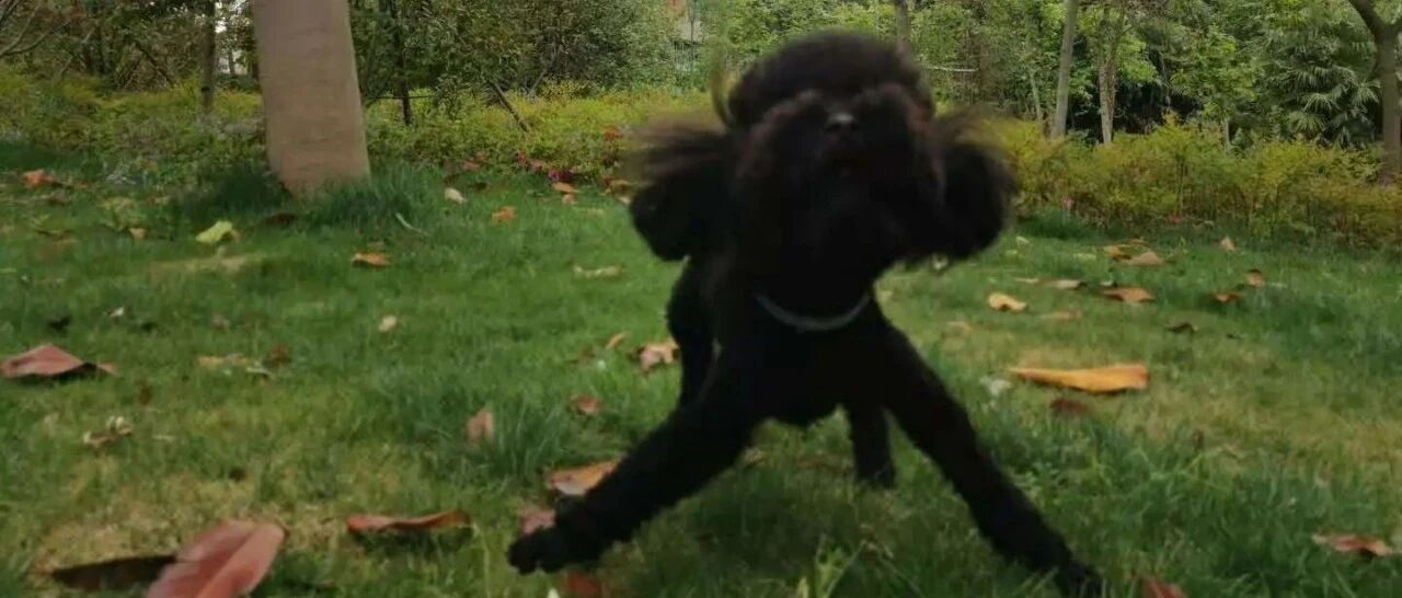 自从进了这个群，每天只剩哈哈哈