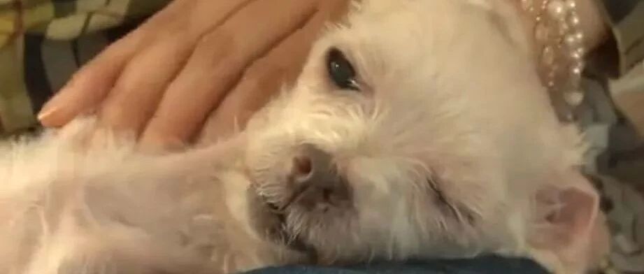 每天不停地被迫交配，注射发情药物，它们的命运何时能改变？