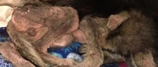 她不顾家人反对捡了坨"烂肉"回家，四个月后却惊艳众人！