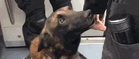 警犬上班期间向同事撒娇讨摸摸，结果萌翻了一大片网友！