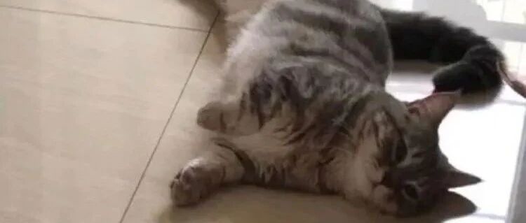 有些猫，胖起来连jio趾都是胖的...