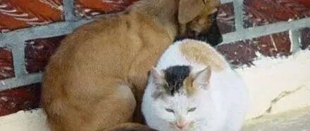 小猫冻僵在雪地里痛哭，闻声而来救它的竟然是...一只狗！