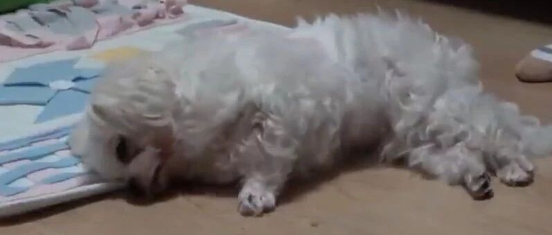 狗子病重主人担心它是不是快要死了，送去医院检查：没病，就是演技太好了…