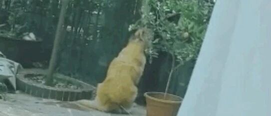 “邻居大叔每天都来偷摸我的狗，知道原因后我给他留了一扇门……”