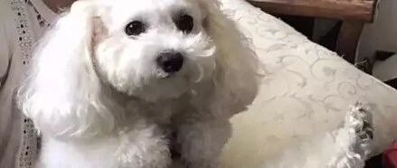 狗狗不小心抽筋了，带去看医生，连医生都笑喷了！