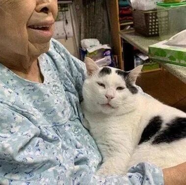 网友把猫放到奶奶家养，一个月后，他觉得猫可能带不走了……