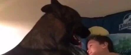 这狗真是成精了，不得不服！