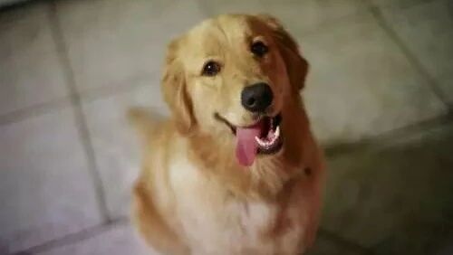 世上有种感情，不养只狗你就永远体会不到…